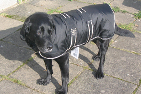 Labrador (Phoebe!) - 24 inch coat