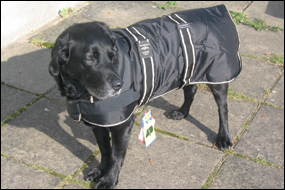 Labrador (Phoebe!) - 26 inch coat