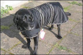 Labrador (Phoebe!) - 28 inch coat