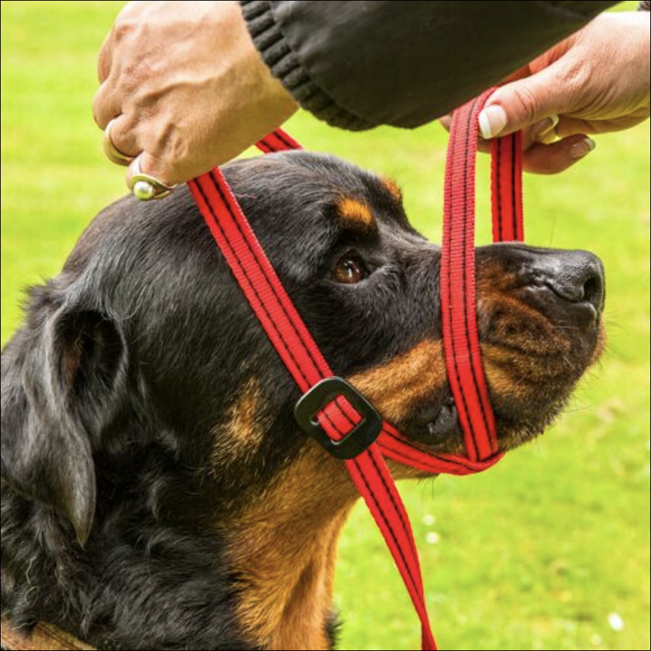 Gencon All In One Clip To Collar Headcollar Lead Dog Training Anti Pull Soft