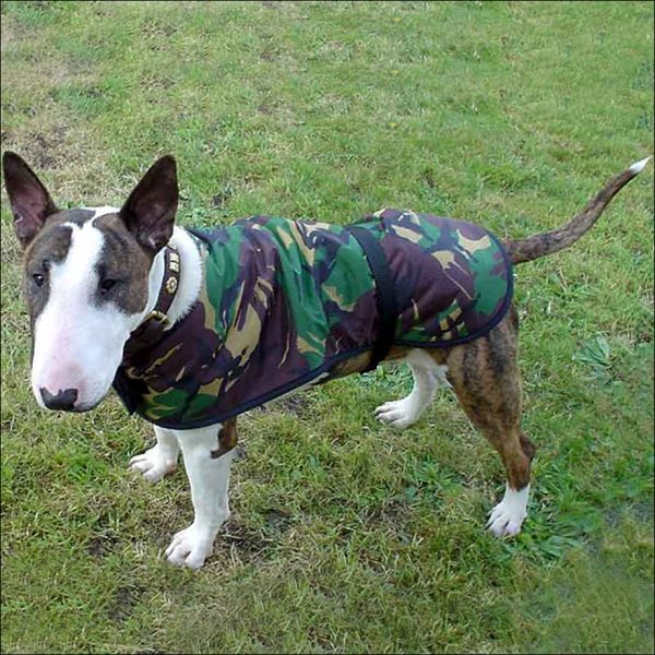 An English bull terrier in his 16” ‘Forester’ coat